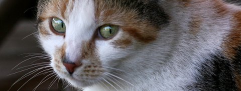 Katzen Op Versicherung Uelzener